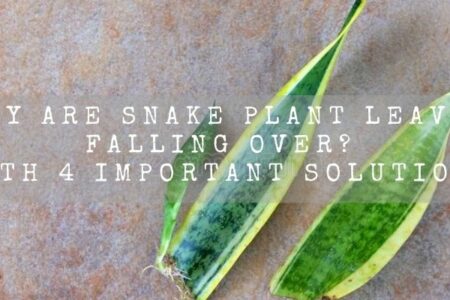 Why Are Snake Plant Leaves Falling Over? | With 4 Important Solutions |