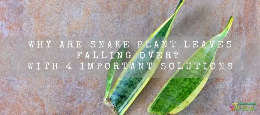 Snake Plant Leaves Falling