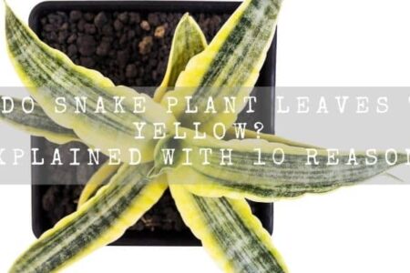 Why Do Snake Plant Leaves Turn Yellow? Explained With 10 Reasons