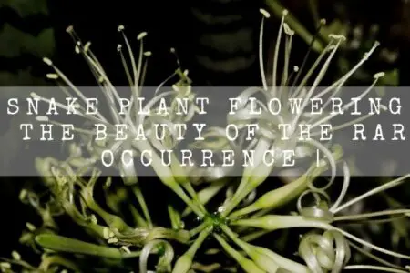 Snake plant flowering | The Beauty Of The Rare Occurrence |