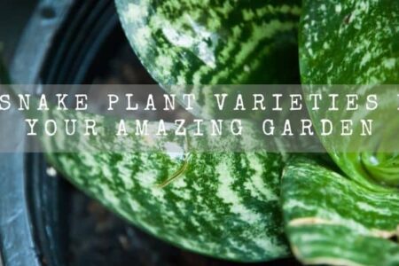 25 Snake Plant Varieties For Your Amazing Garden