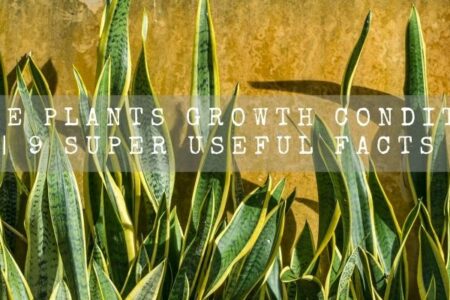 Snake Plant Growth Conditions | 9 Super Useful Facts |
