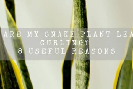 Why Are My Snake Plant Leaves Curling? 8 Useful Reasons