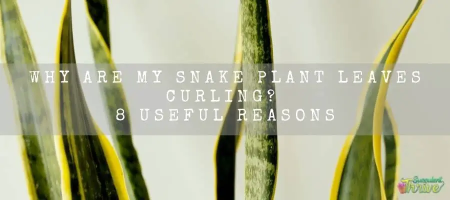 Snake Plant Leaves curling