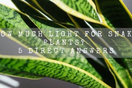 How Much Light For Snake Plants? 5 Direct Answers