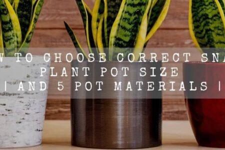 How To Choose Correct Snake Plant Pot Size | And 5 Pot Materials |