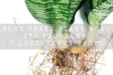 All About Snake Plant Roots And Its Problems | 7 Helpful Facts |