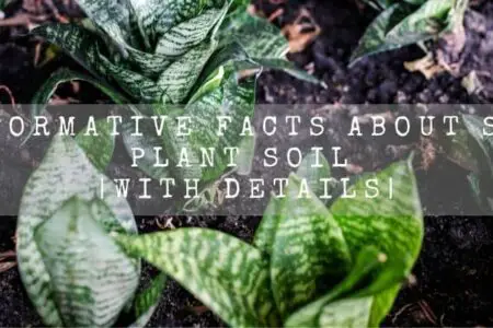 Snake Plant Soil | 6 Informative Facts With Details |