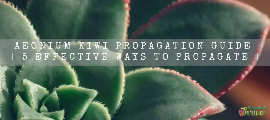 Aeonium Kiwi Propagation
