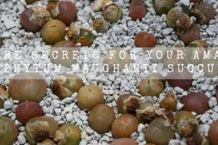 16 Care Secrets For Your Amazing Conophytum Maughanii Succulent