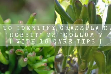 How to Identify Crassula Ovata Hobbit vs Gollum? | With 16 Care Tips |
