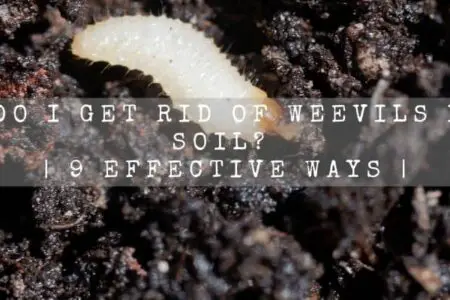 How Do I Get Rid Of Weevils In My Soil? | 9 Effective Ways |