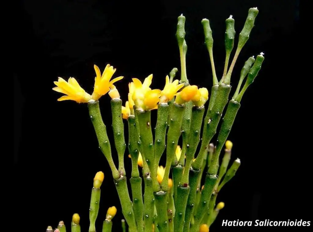 Hatiora Salicornioides