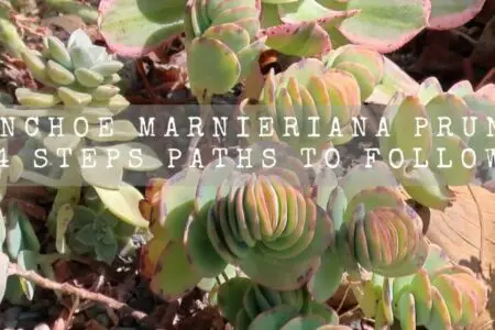 Kalanchoe Marnieriana Pruning | 4 Steps Paths To Follow