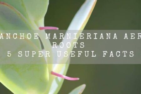 Kalanchoe Marnieriana Aerial Roots | 5 Super Useful Facts |