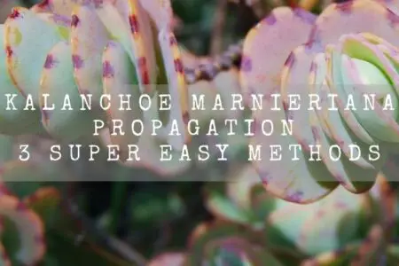 Kalanchoe Marnieriana Propagation | 3 Super Easy Methods |