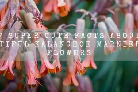 7 Super Cute Facts About Beautiful Kalanchoe Marnieriana Flowers