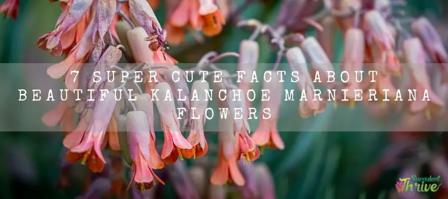 Kalanchoe marnieriana flower