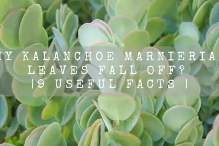 Why Kalanchoe marnieriana leaves fall off? | 9 Useful Facts |