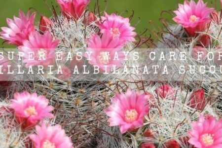 Super Easy Ways Care For Mammillaria albilanata succulent