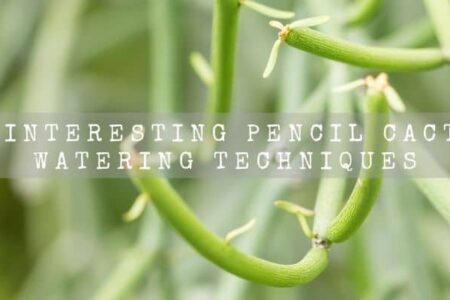 11 Interesting Pencil Cactus Watering Techniques