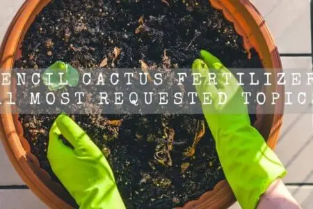 Pencil Cactus Fertilizer | 11 Most Requested Topics |