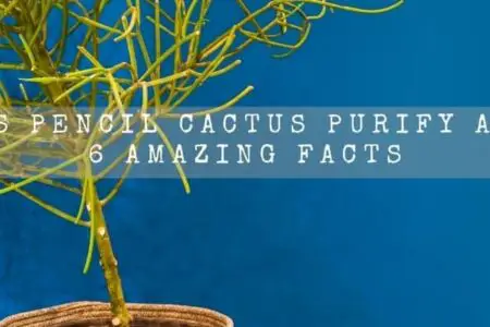 Does Pencil Cactus Purify Air? 6 Amazing Facts