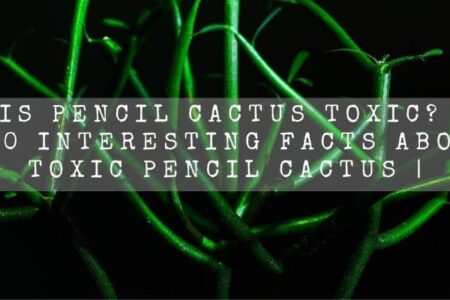Is Pencil Cactus Toxic? | 10 Interesting Facts About Toxic Pencil Cactus |