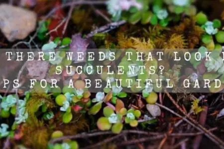 Are There Weeds That Look Like Succulents? | Tips For A Beautiful Garden |
