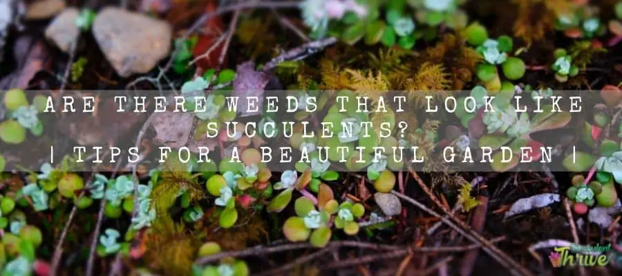 Weeds That Look Like Succulents