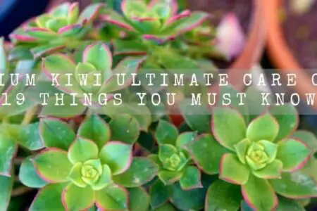Aeonium Kiwi Ultimate Care Guide | 19 Things You Must Know |