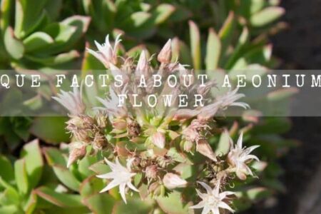 5 Unique Facts About Aeonium Kiwi Flower