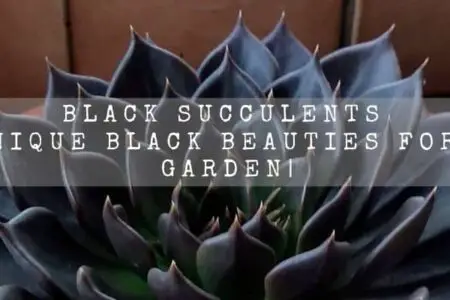 Black Succulents | 13 Unique Black Beauties For Your Garden |