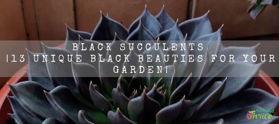 black succulents