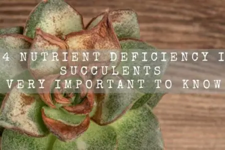 14 Nutrient Deficiency In Succulents | Very Important To Know |