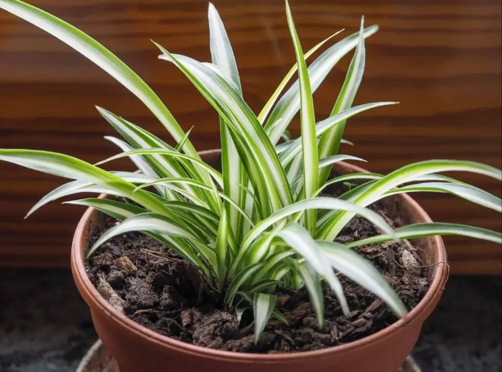 Spider plants live in low light
