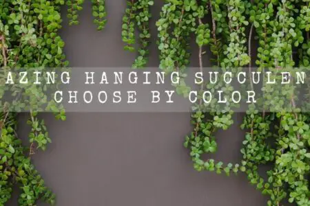 24 Amazing Hanging Succulents To Choose By Color