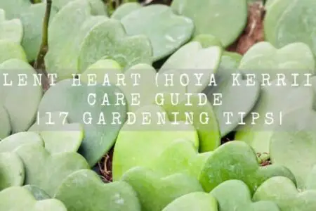 Succulent heart (Hoya Kerrii) Full Care Guide | 17 Gardening Tips|
