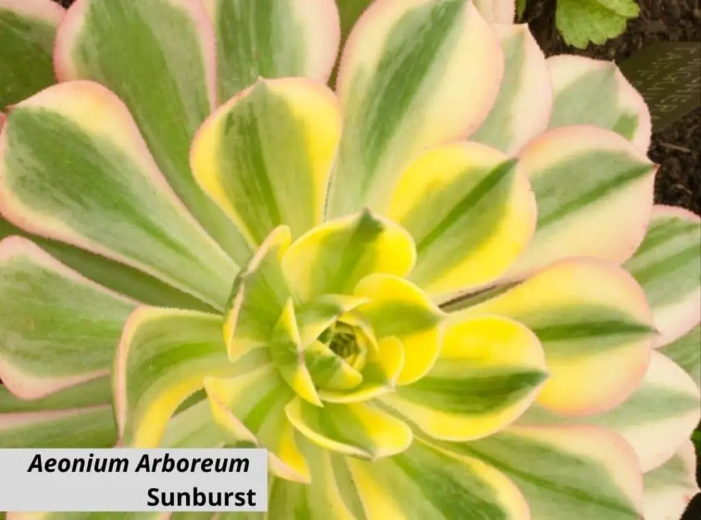 Aeonium Arboreum Sunburst 1