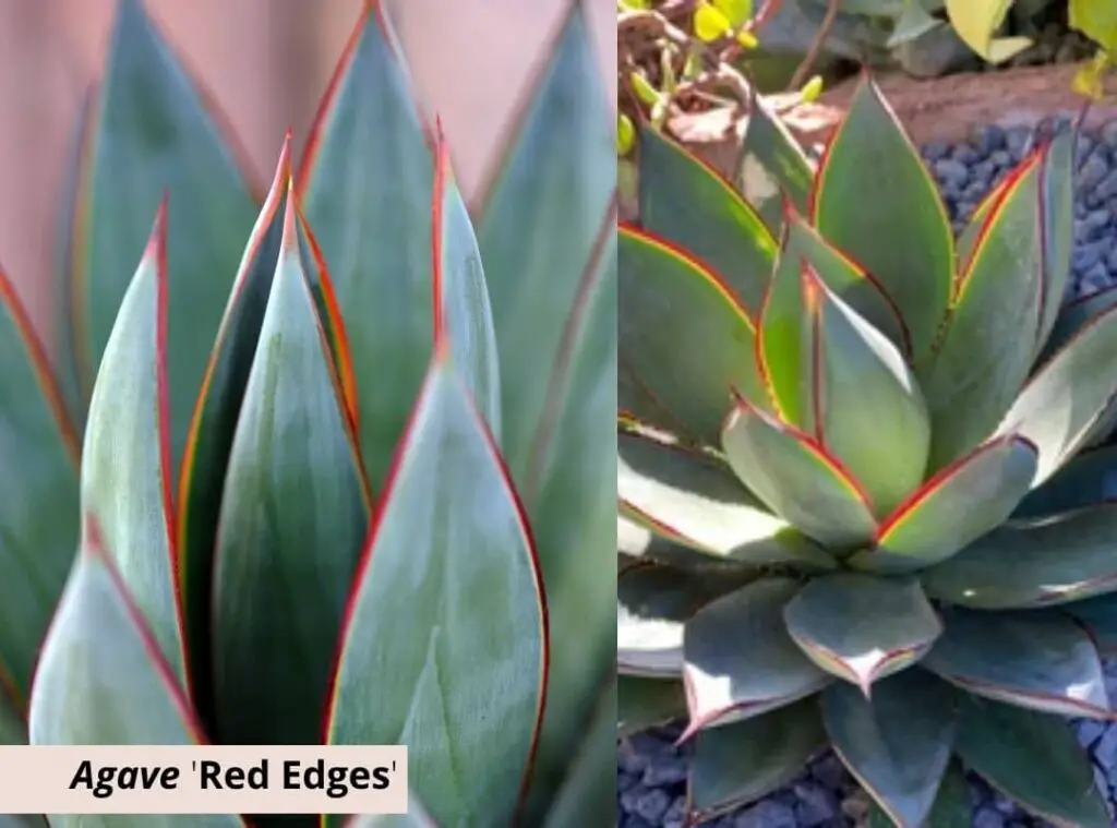 Agave Red Edges 1
