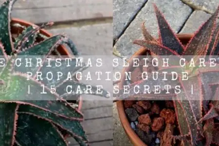 Aloe Christmas Sleigh Care And Propagation Guide | 15 Care Secrets |
