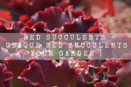 Red succulents | 27 Unique Red Succulents For Your Garden |
