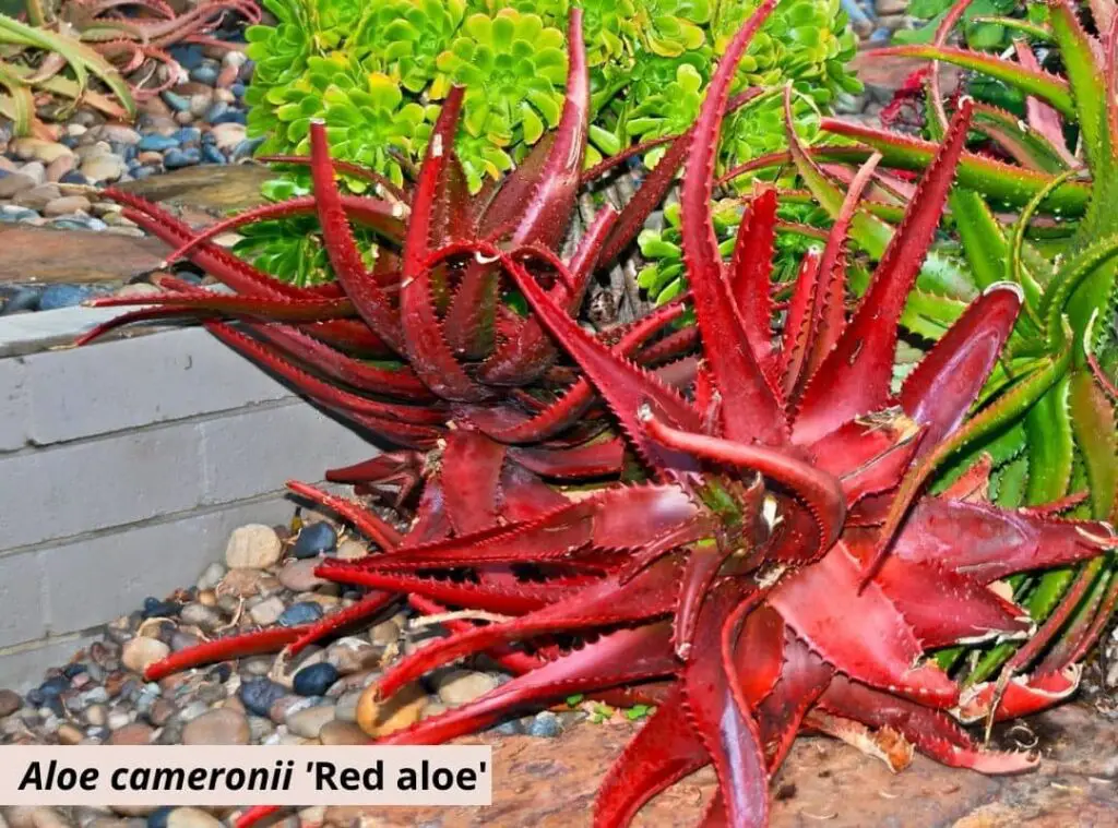 Aloe cameronii 1