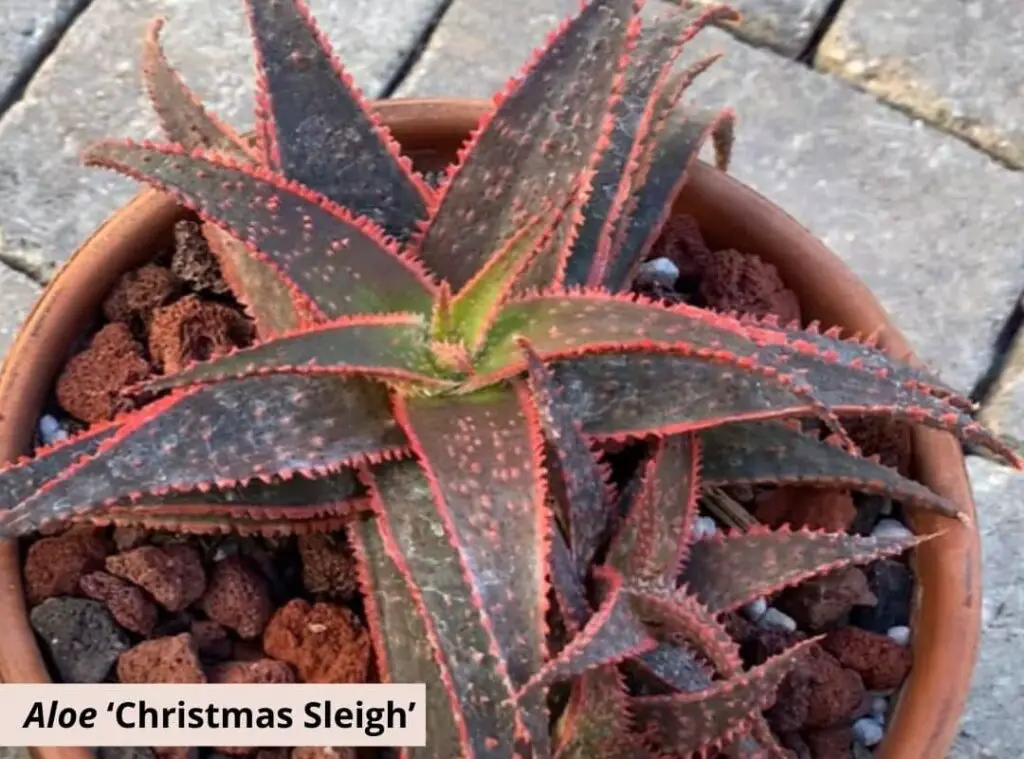 Aloe ‘Christmas Sleigh 1