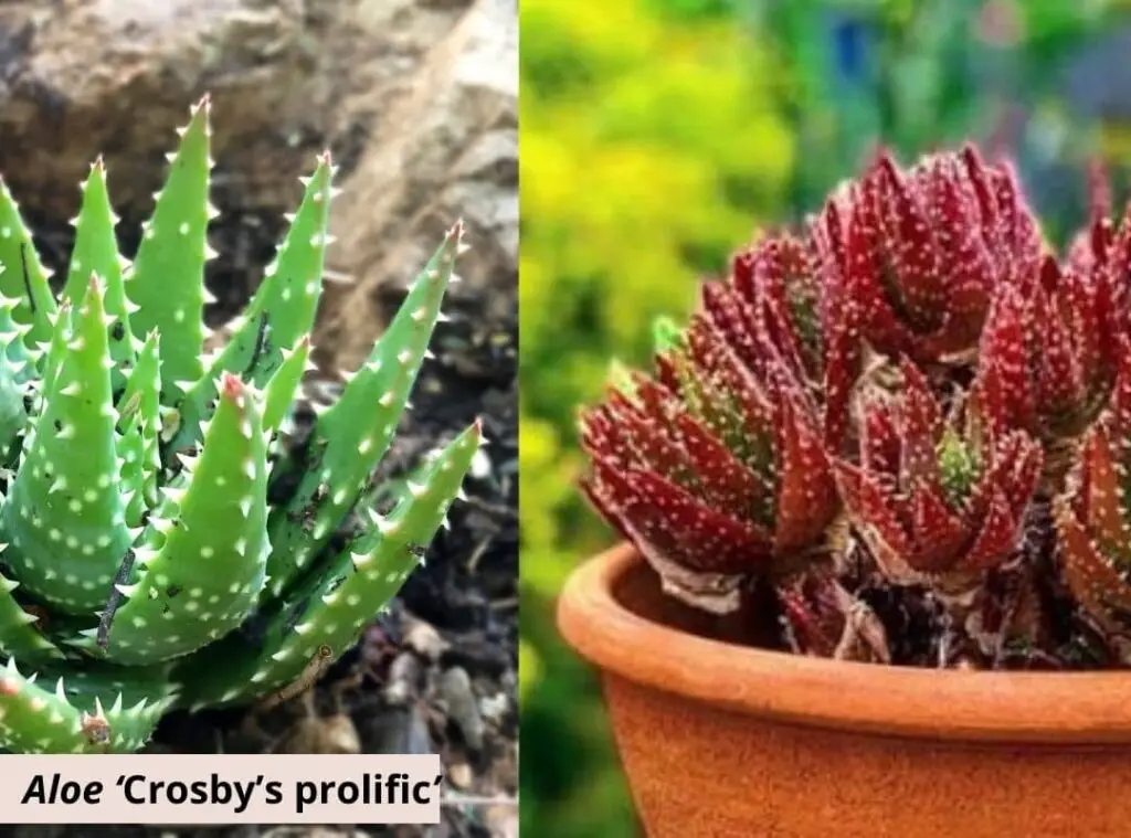 Aloe ‘Crosbys prolific 1