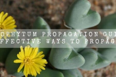 Conophytum Propagation Guide | 4 Effective Ways To Propagate |