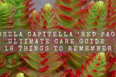 Crassula Capitella ‘Red Pagoda’ Ultimate Care Guide | 16 Things To remember |