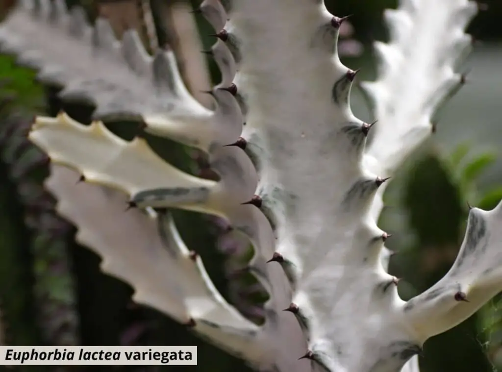 Euphorbia lactea variegata 1