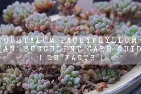 Graptopetalum Pachyphyllum ‘Blue bean’ Succulent Care Guide | 18 Facts |