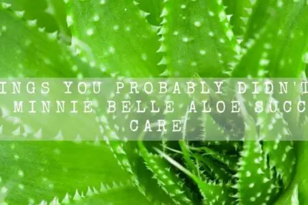 Minnie Belle Aloe Succulent Care (15 Missed Points)